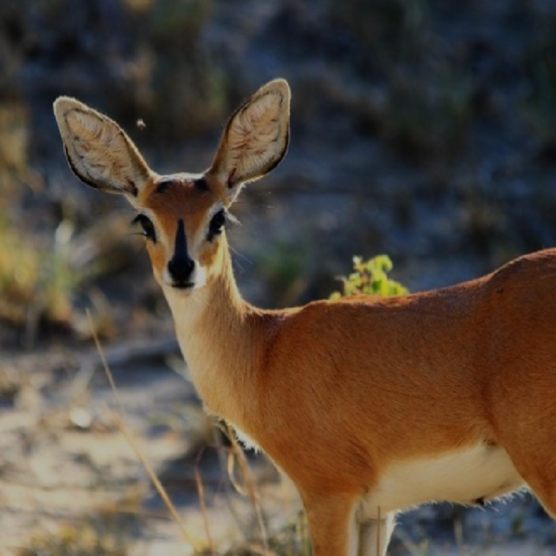 African Roar Safaris Safari
